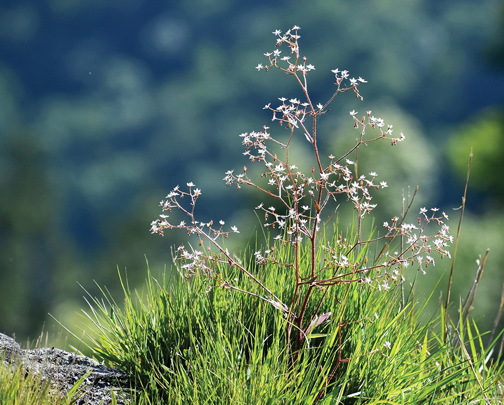 highlands-nc-Whiteside-mountain-flower