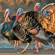 wild-turkey_from Audubon Field Guide