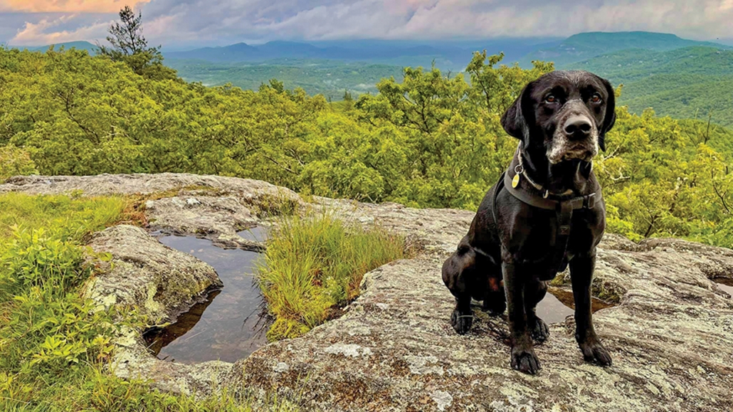 Black lab Shabadoo atop Yellow Mountain photo by Bowen Grove @bowen_grove