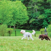 cashiers-nc-dog-park-doggies