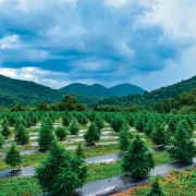 Macon co nc hemp farm