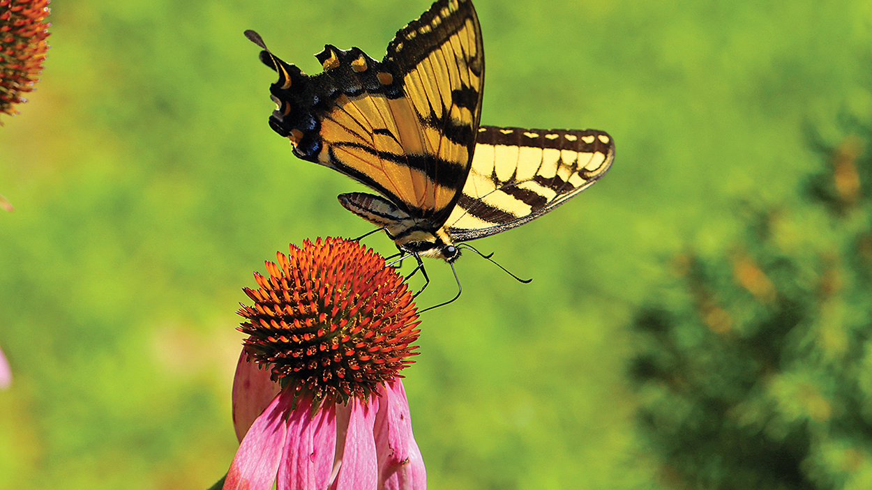 highlands-biological-station-butterfly