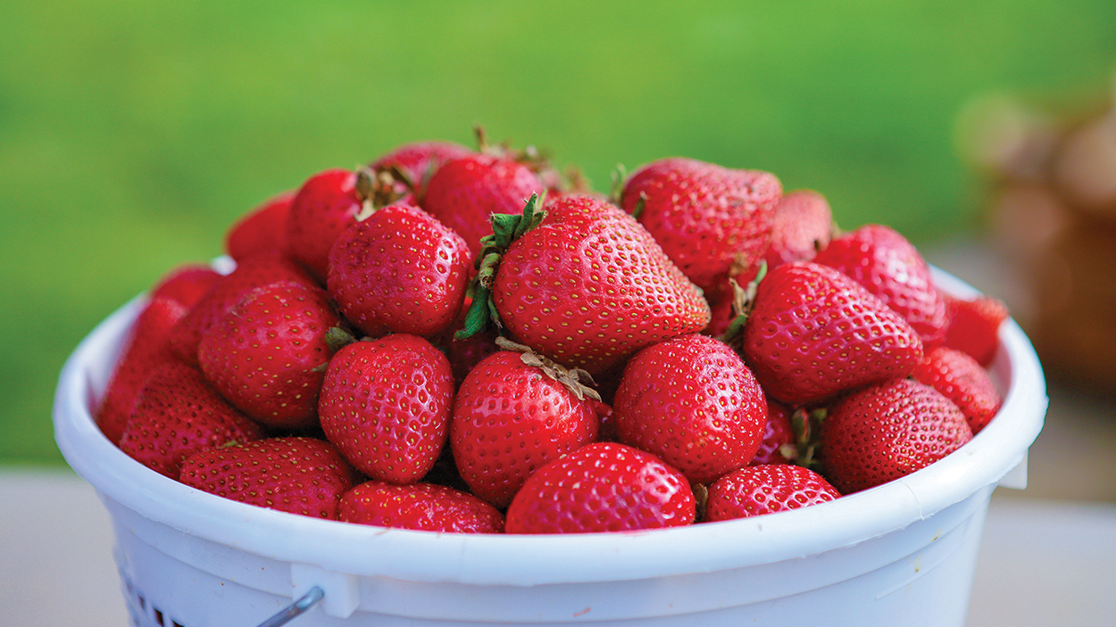 highlands-nc-marketplace-srawberries