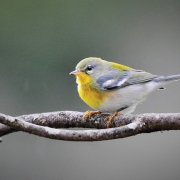 audubon-society-highlands-nc-Northern-Perula