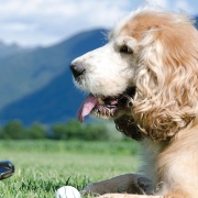 Playing Golf with Your Dog.