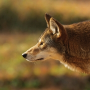 Red wolf (Canis lupus rufus) a rare wolf species native to the