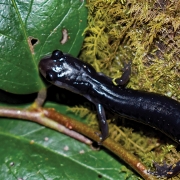 highlands-nc-biological-station-Salamander-Meander-leaf
