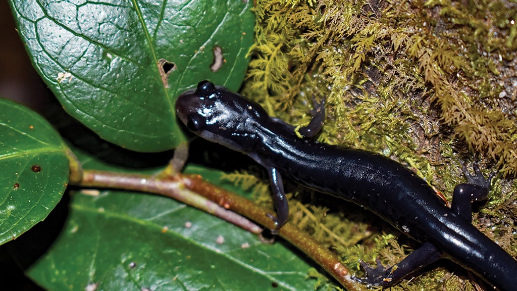 highlands-nc-biological-station-Salamander-Meander-leaf