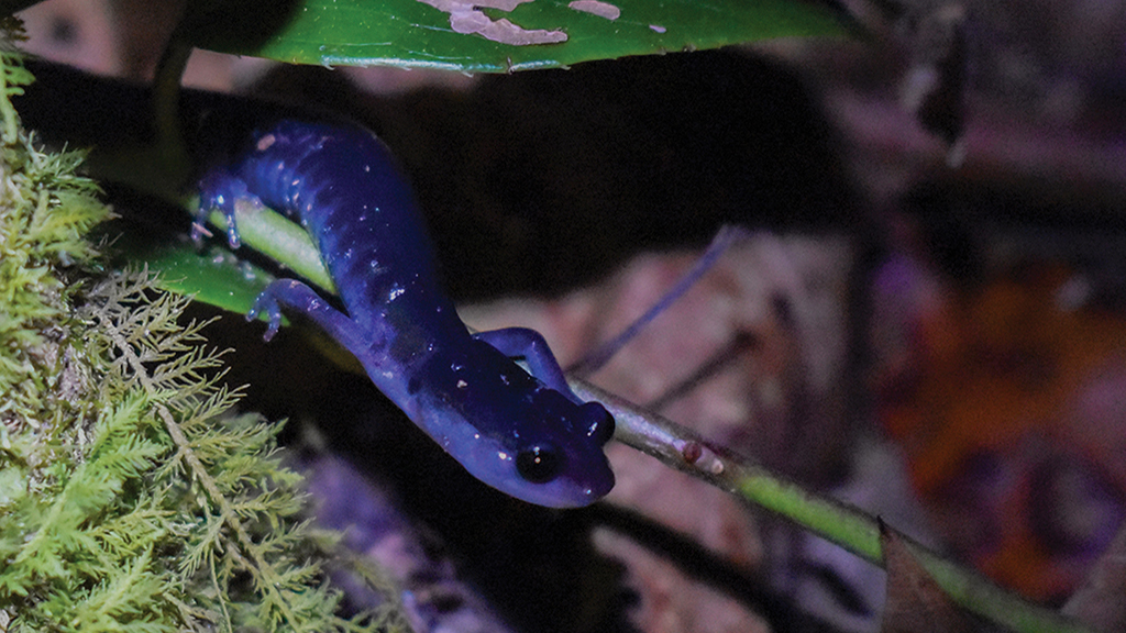 highlands-nc-biological-station-Salamander-Meander