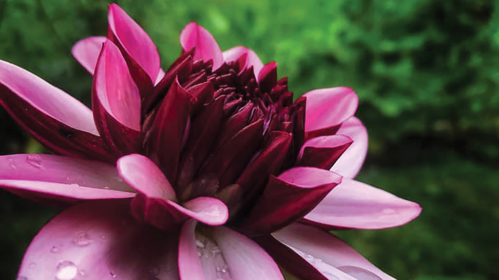 Dance in the Dahlias Laurel Magazine Highlands NC