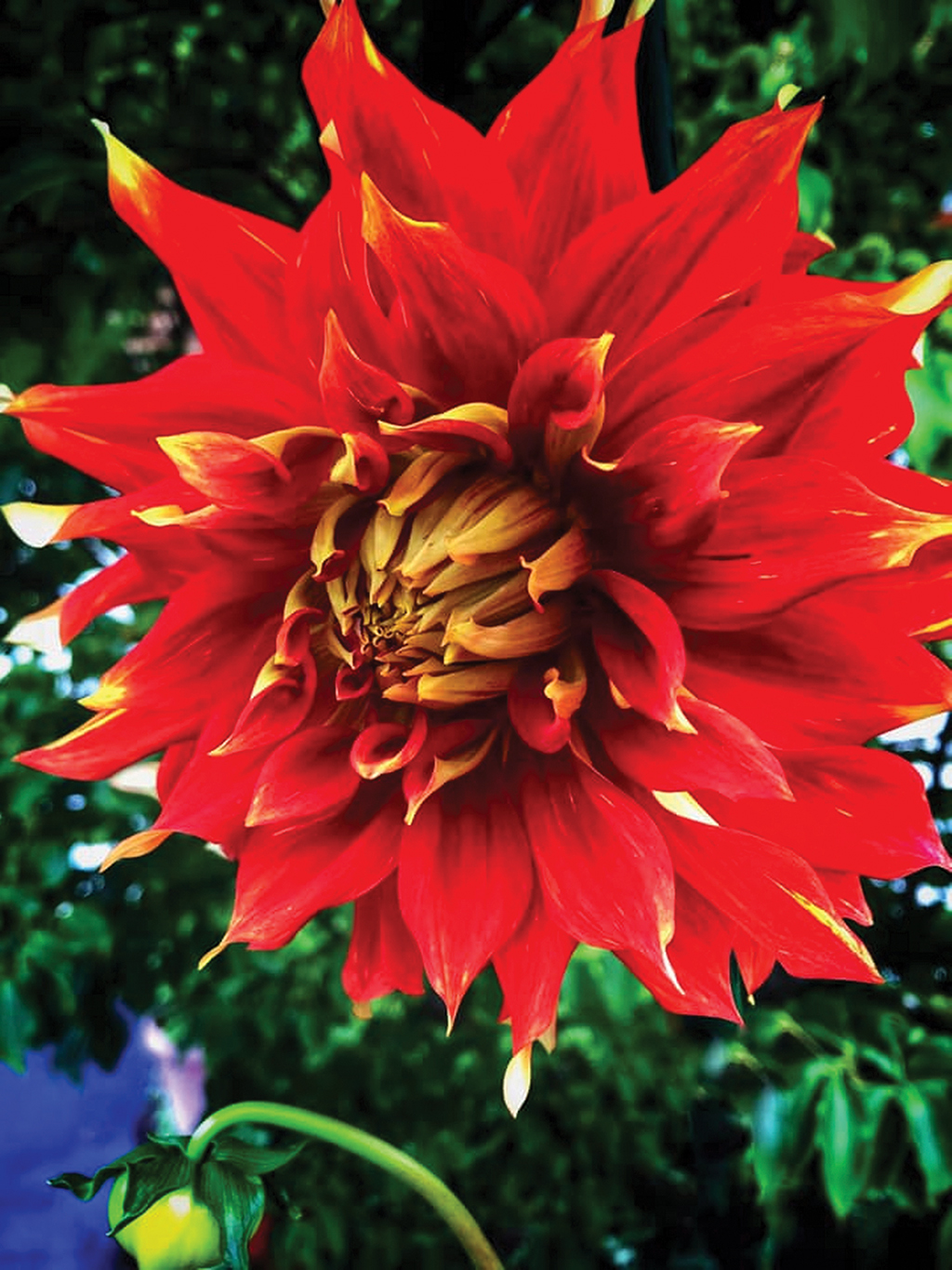 highlands-nc-red-dahlia-festival-wanda-cooper