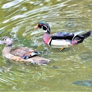 Audubon October Duck, Wood Pair (2) copy