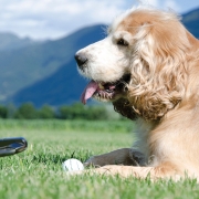 Putts for Paws, Cashiers Highlands Humane Society