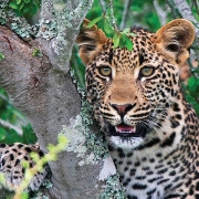 cashiers-nc-africa-awaits-Kwandwe-leopard copy