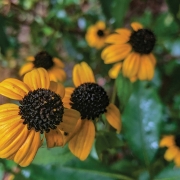 highlands-nc-brown-eyed-susan