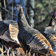 wild-turkey