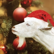 Young White goat wearing santa claus hat and ribbon and green Christmas eve decorates golden new years Toys