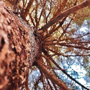 highlands-nc-biological-station-tree