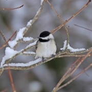 Chickadee