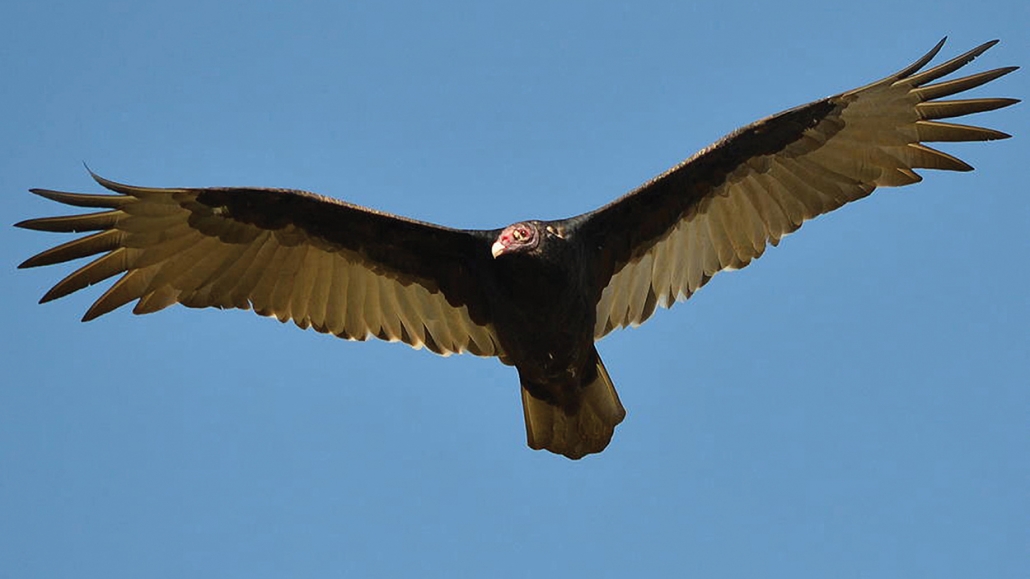 highlands-nc-history-Great-Buzzard