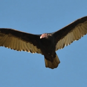 highlands-nc-history-Great-Buzzard