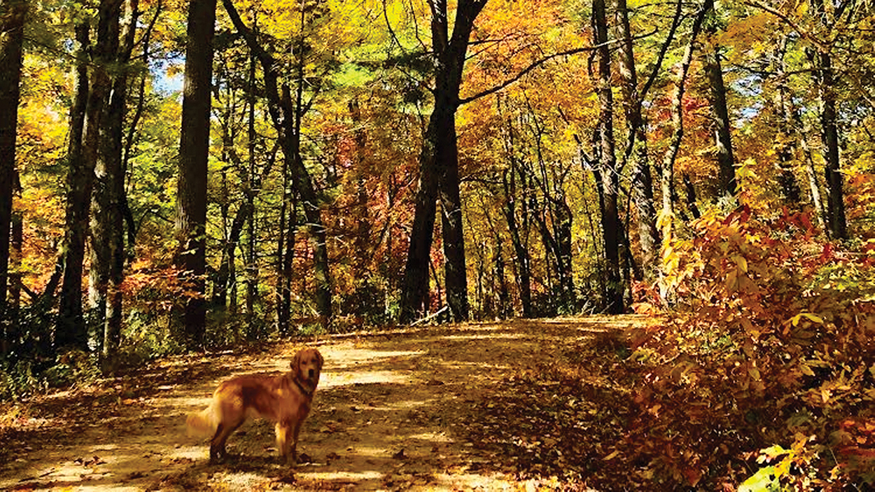 highlands-nc-photographer-susie-deville-fall-dog