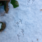 Tracks in winter snow two