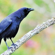 American Crow