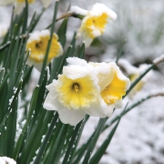 Daffodils-in-snow