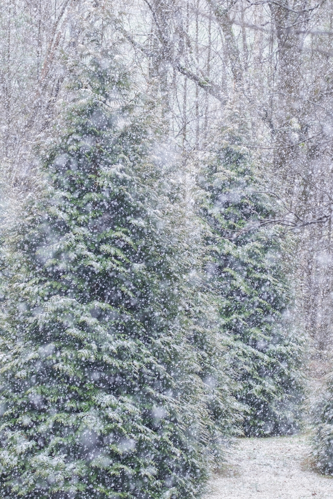 photographer-terry-barnes-winter-woods