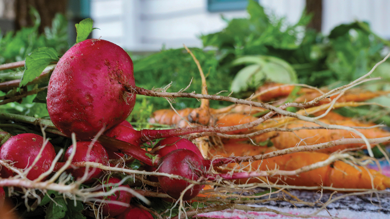 cashiers-nc-green-market-radish