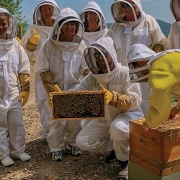 lake-toxaway-killer-bees-honey-group-inspecting