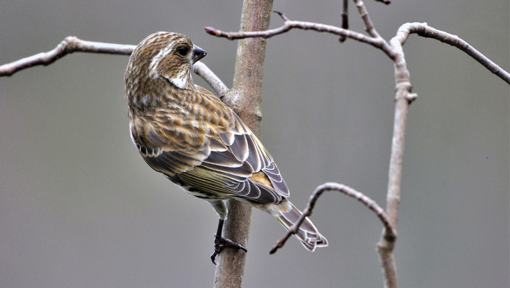 Highlands-nc-plateau-audubon-society-Finch-Purple-Female