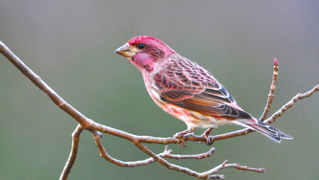Highlands-nc-plateau-audubon-society-Finch-Purple-male
