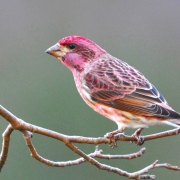 Highlands-nc-plateau-audubon-society-Finch-Purple-male