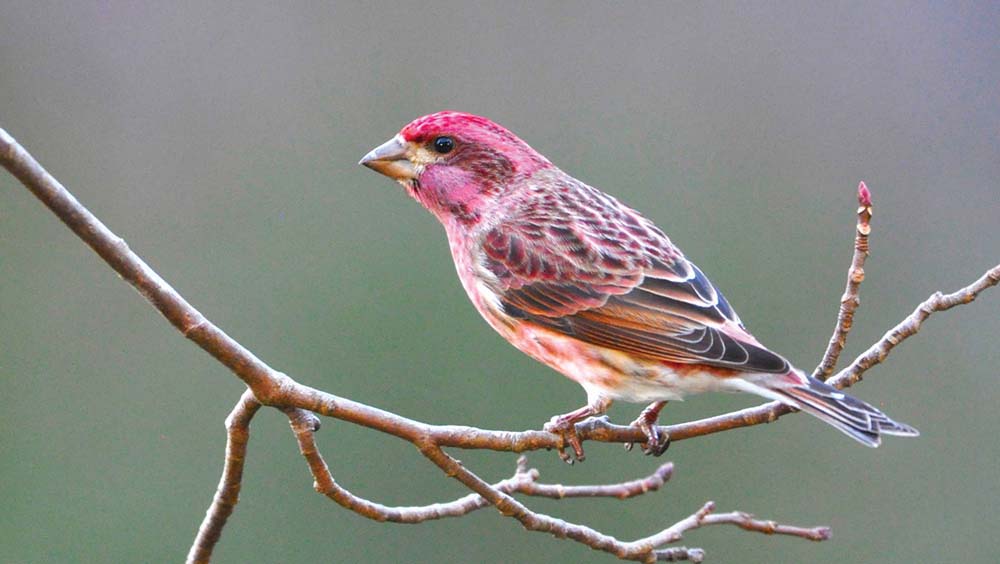 Our Purple Finch Laurel Magazine