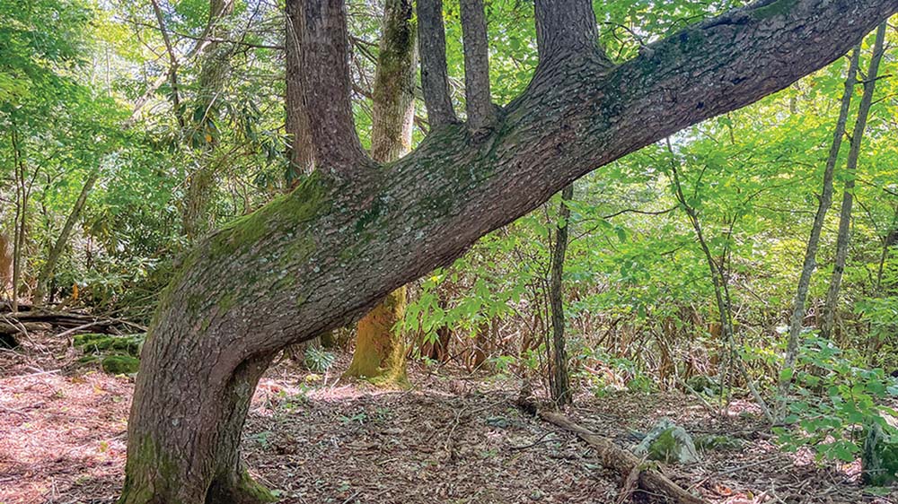 bartram-trail-tree