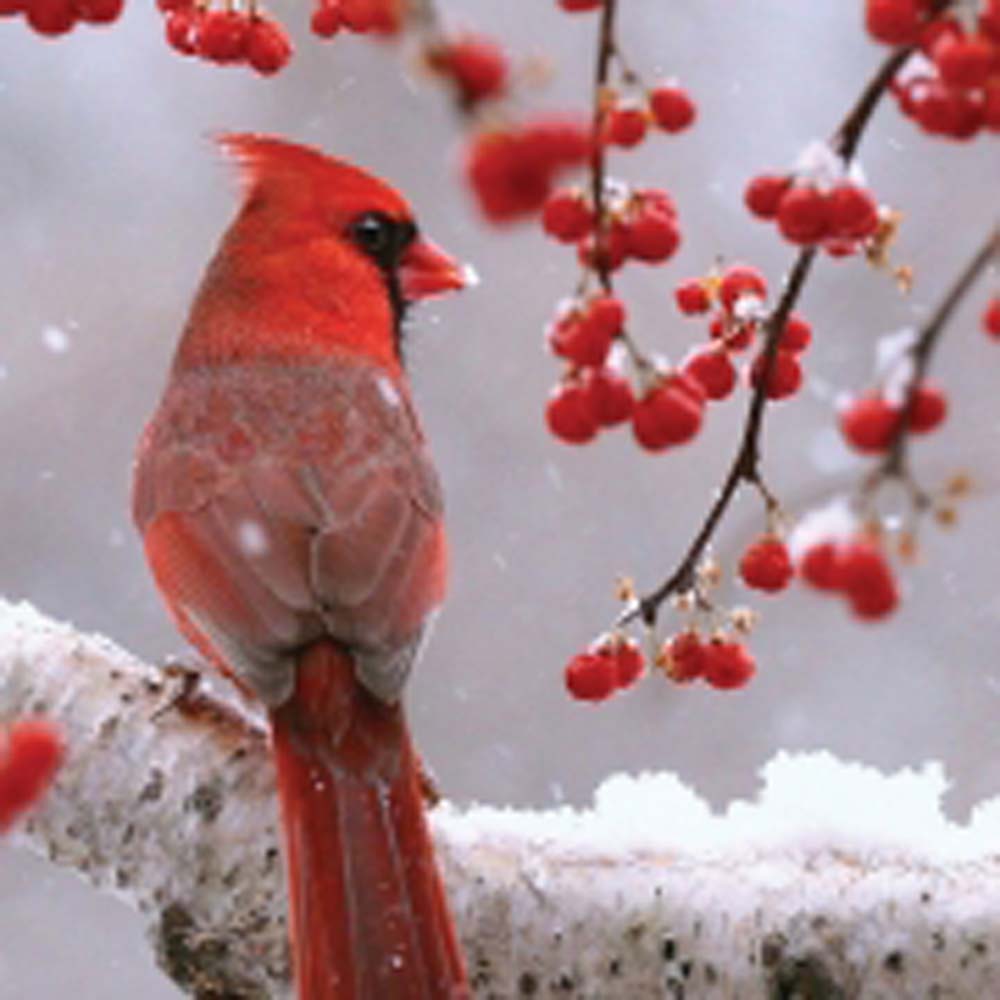 cardinal_paul-hersey-Resize