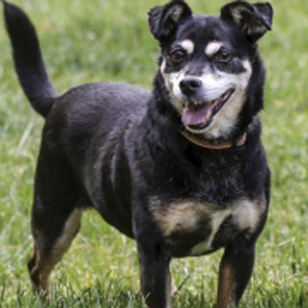 cashiers-highlands-humane-society-zoey