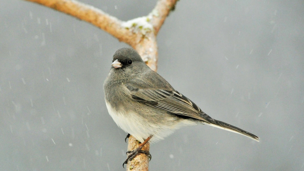 highlands-cashiers-nc-winter-bird