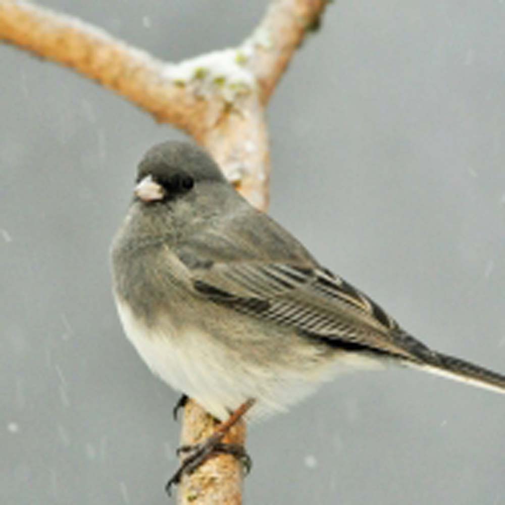 highlands-cashiers-nc-winter-bird