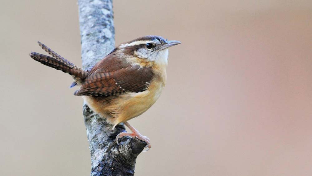 highlands-cashiers-nc-winter-little-bird