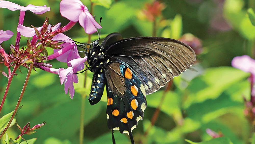 highlands-nc-biological-station-butterfly-greg-clackson copy