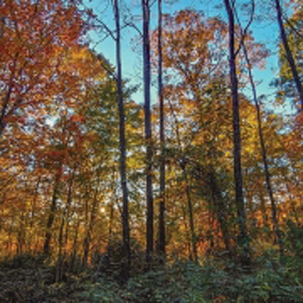 highlands-nc-biological-station-fall-view