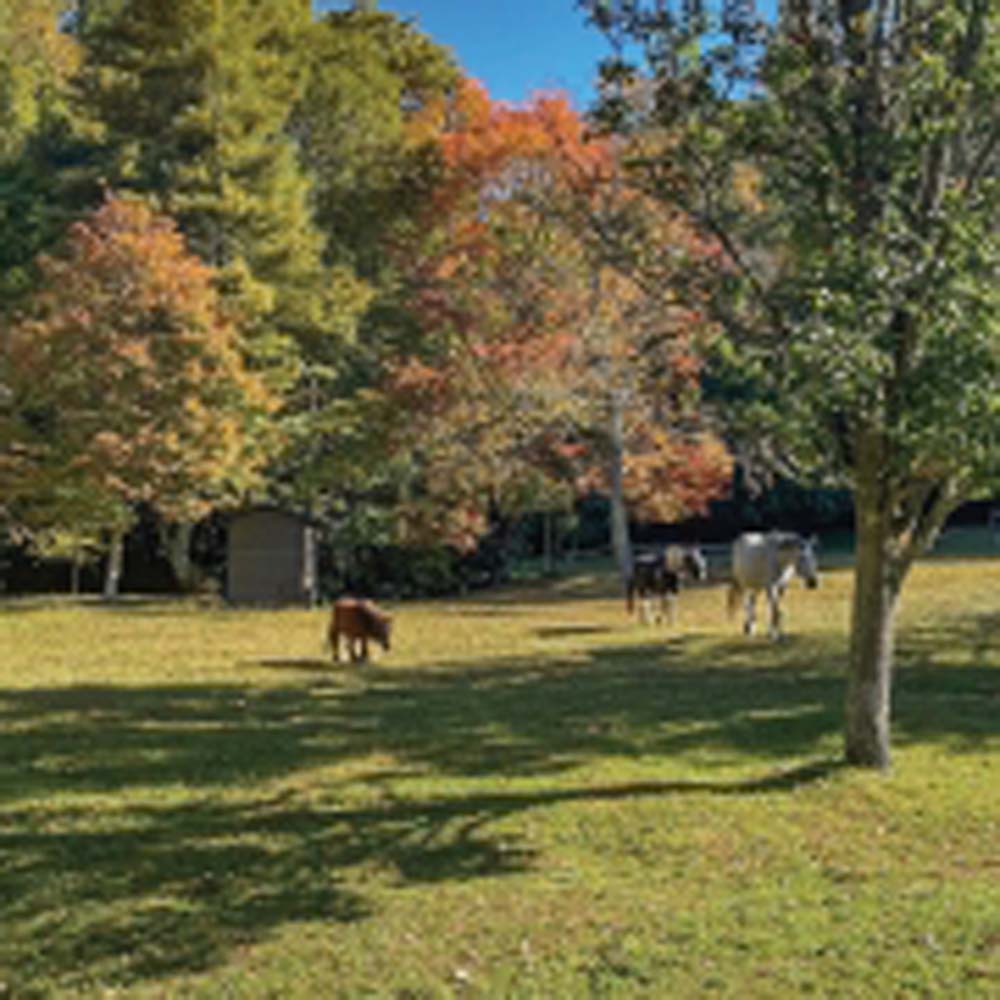 highlands-nc-carpe-diem-farms