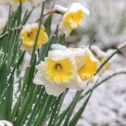 highlands-ncDaffodils-in-snow