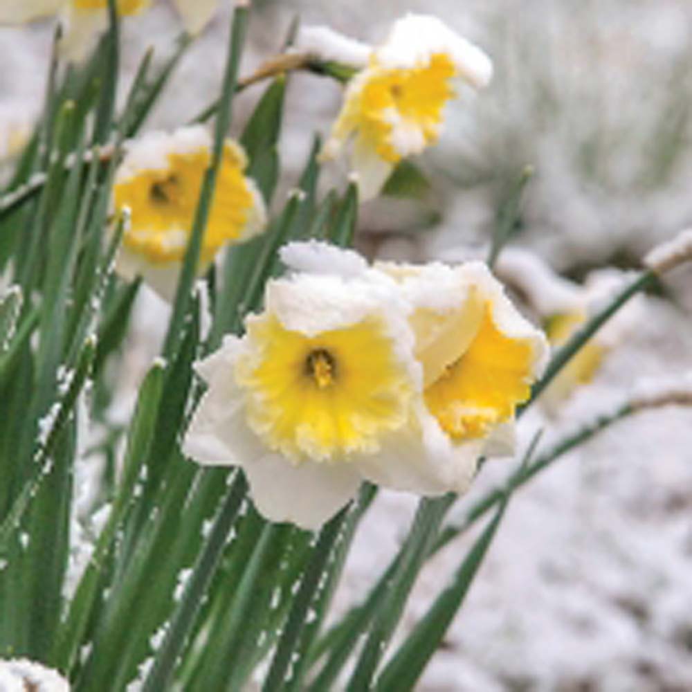 highlands-ncDaffodils-in-snow