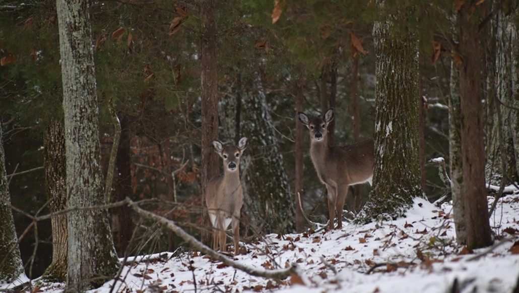 winter-photo-contest-entry-2023-deer