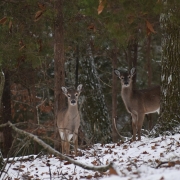 winter-photo-contest-entry-2023-deer