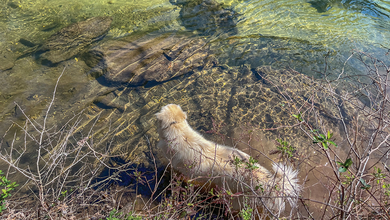 Chattooga-river-doggie